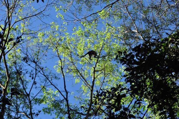 Macaco caminha na copa das árvores na floresta alagada na Reserva do Mamirauá, região de Tefé, no Amazonas